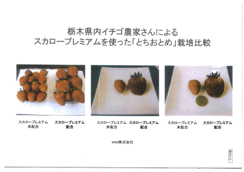 とちおとめの栽培比較